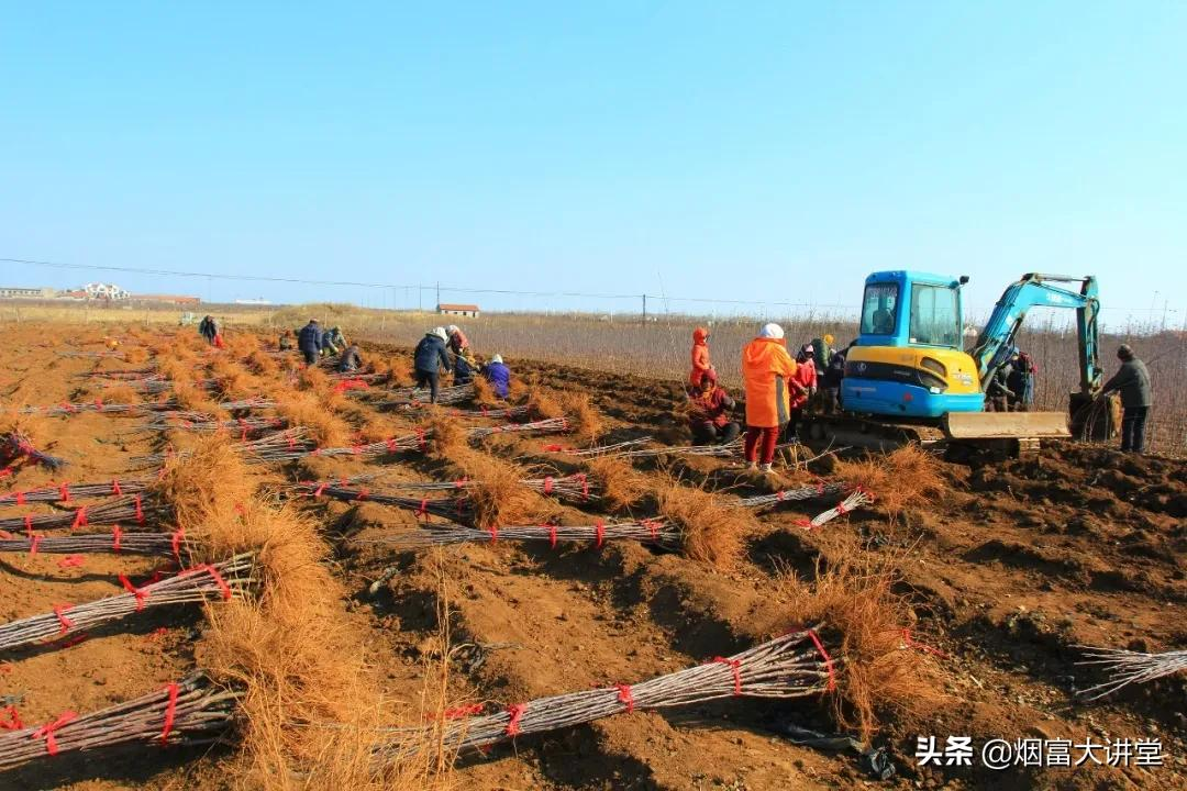加快果树品种更新换代,入冬前需要做好这几项工作