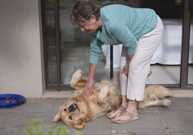 狗狗幾歲才算是老年犬？ 進入老年期的狗狗有什麼身體變化？