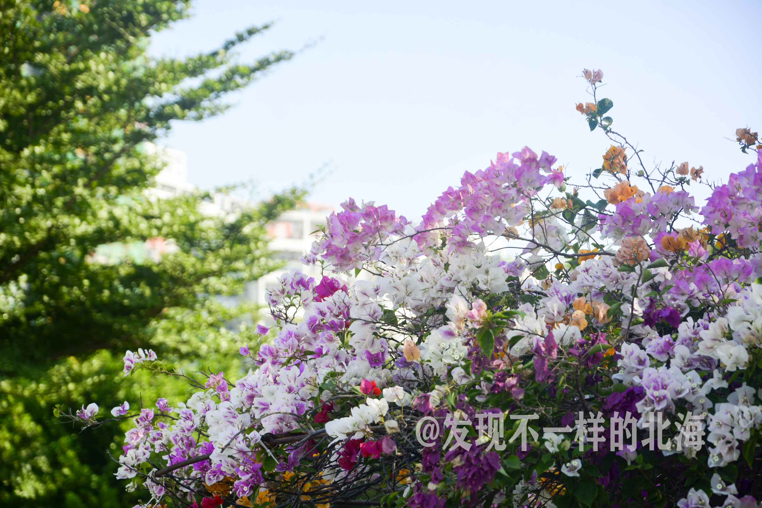 大美北海，冬暖花也开，实在是美