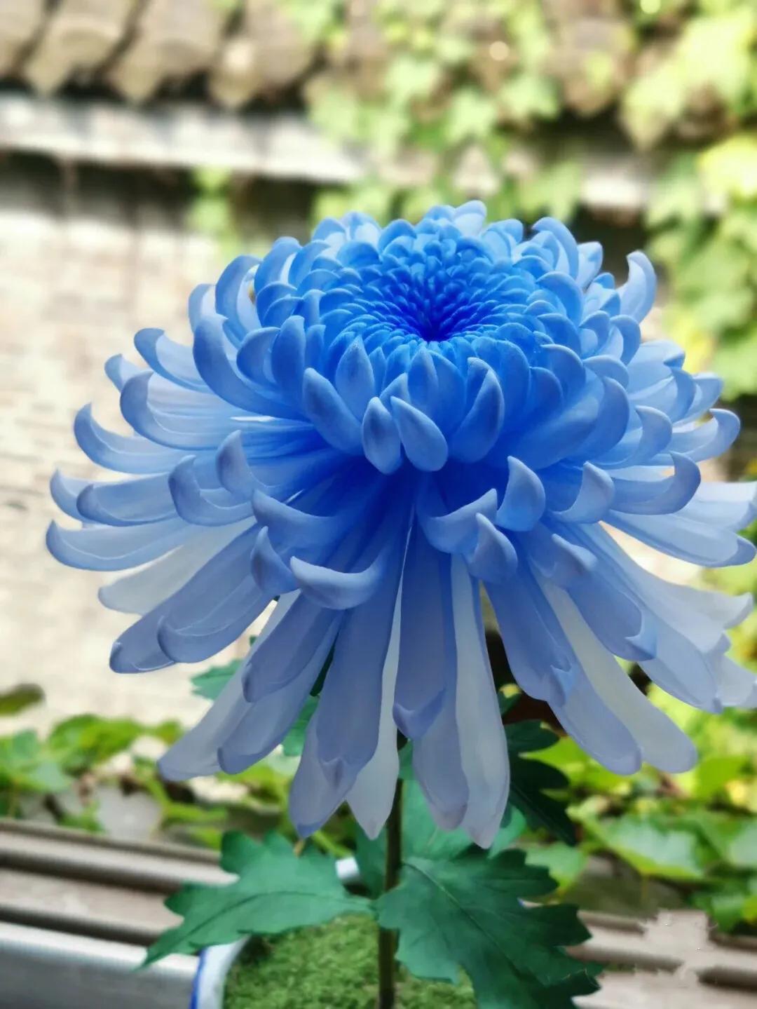 蓝色菊花花语图片