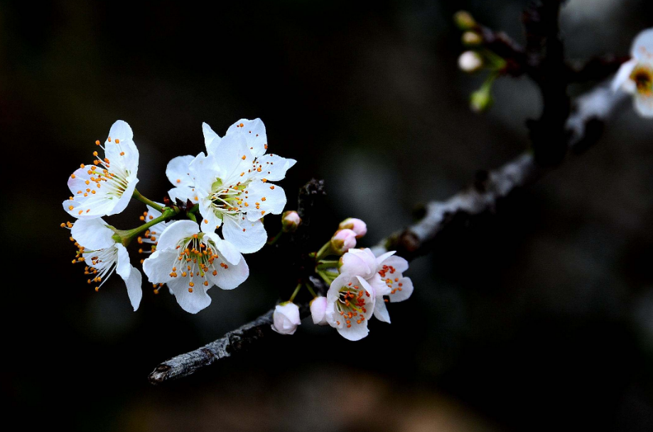 诗词鉴赏-李花浅白开自好，十首李花的诗词，如雪如诗，不可辜负