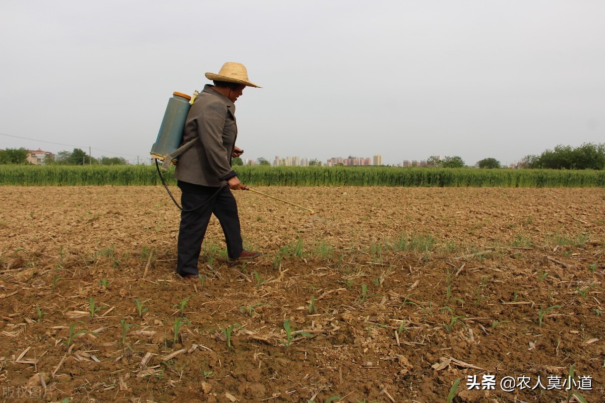 一亩地一个人全年无休净利润几百块，合理吗，不出去打工能行吗？