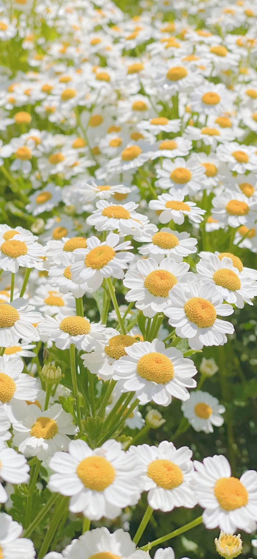 一组超好看的花朵壁纸和沙雕表情包