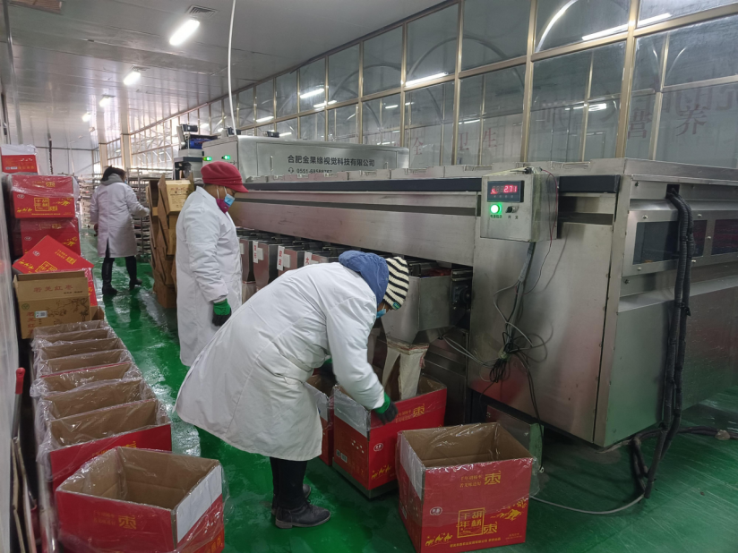 新疆若羌：红枣产销两旺 加工如火如荼