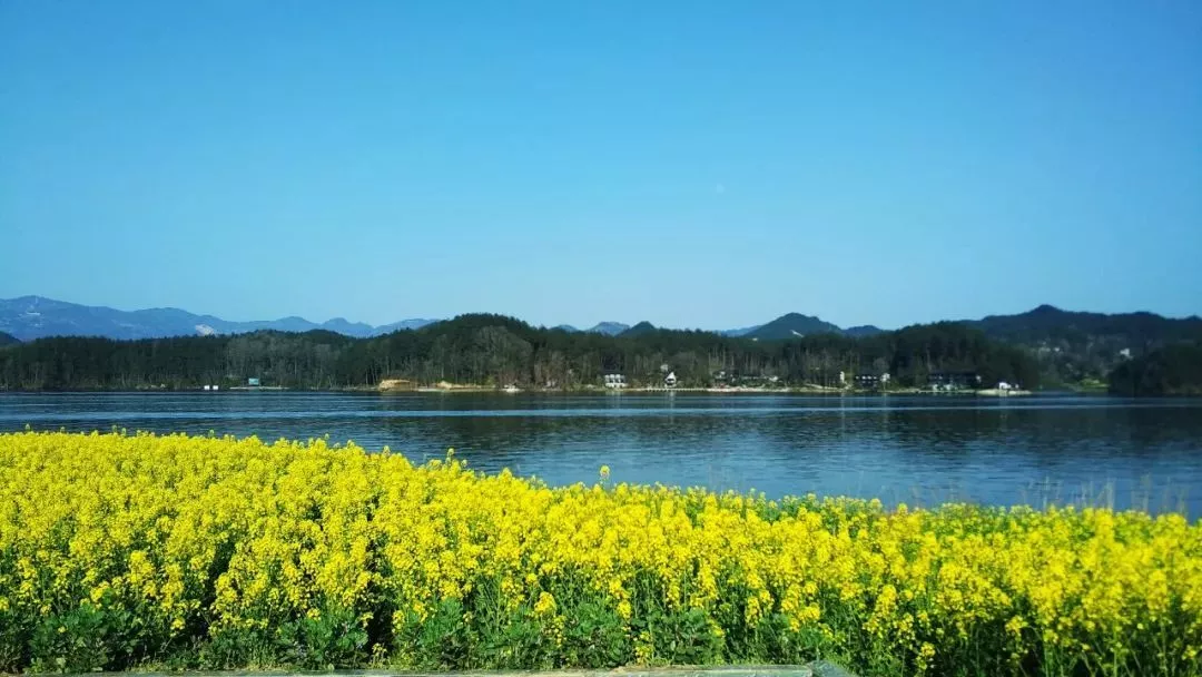 超美！汉中油菜花海美景醉人，快来隔屏感受春天的气息~