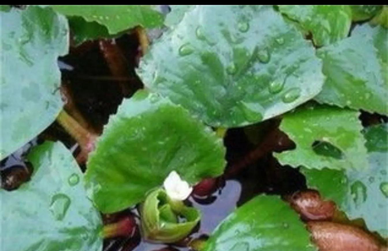 北人食菱蕴含的做人道理