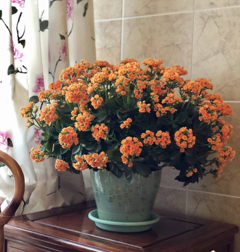 长寿花也是过年时最常见的盆栽花卉了,它的花期能一直开到三四月份