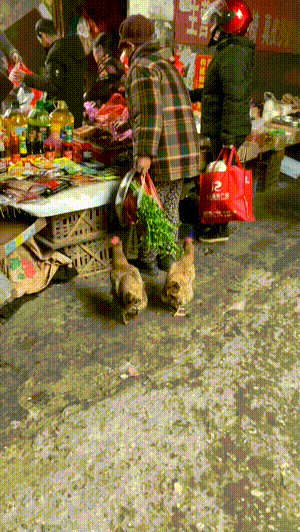 美人鱼上岸了