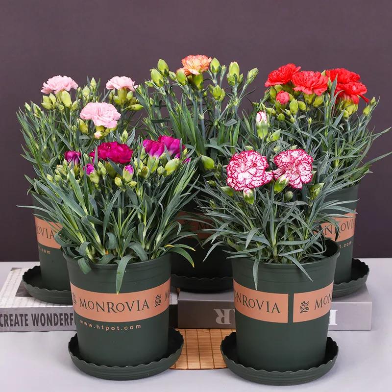 一支康乃馨多少钱漂亮的康乃馨火了