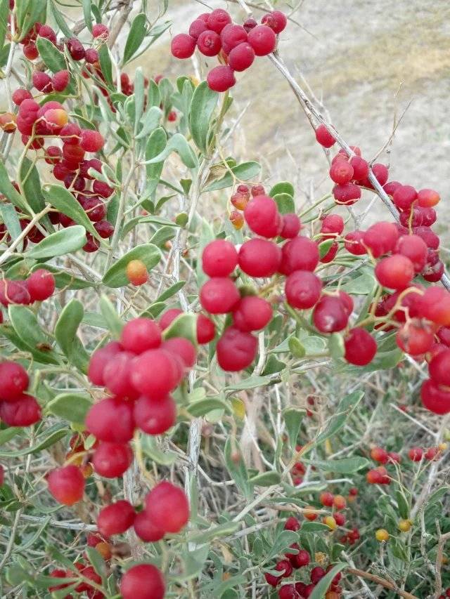 中古今研究：白刺花、白刺、小果白刺