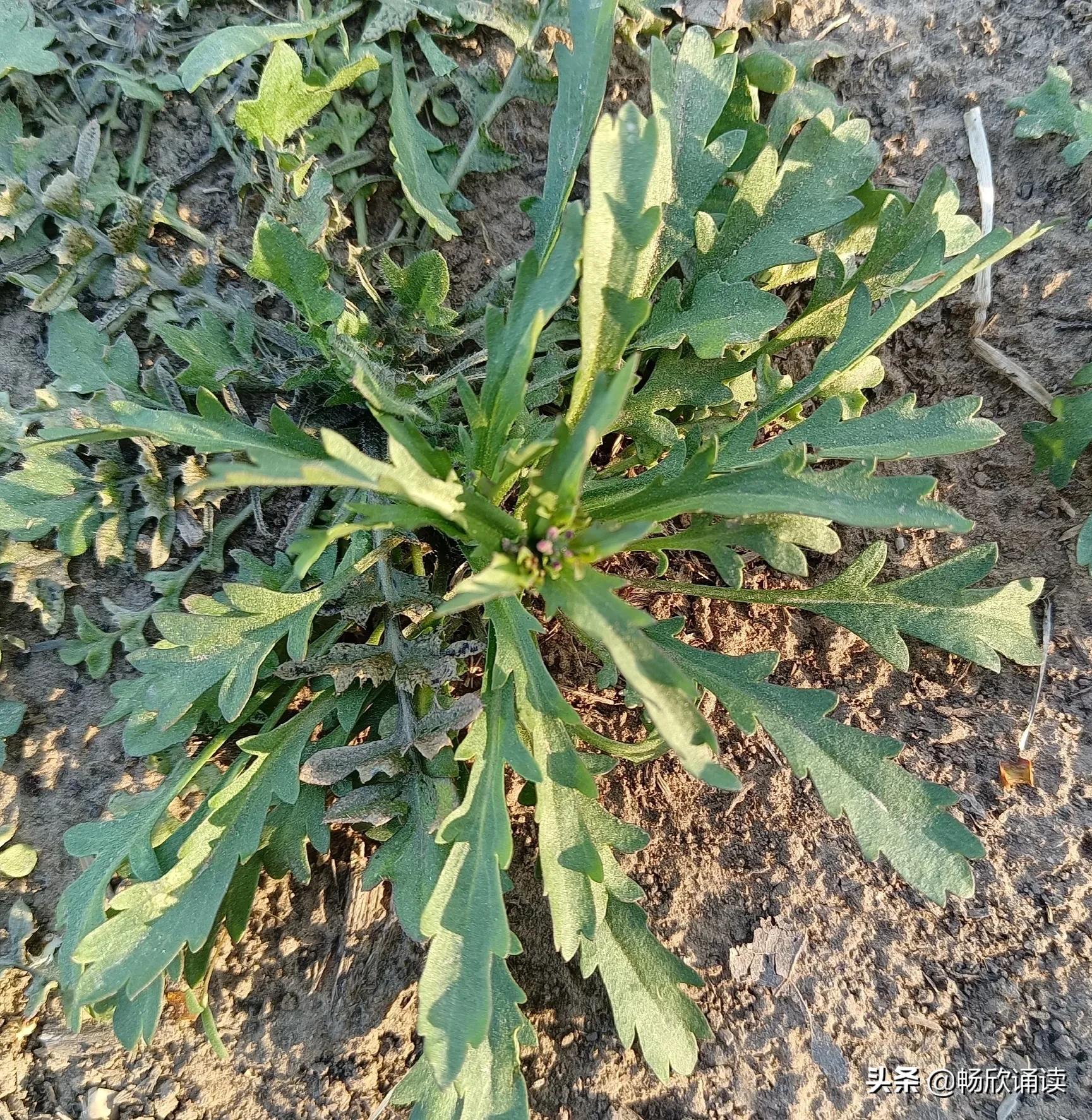 夏至草的作用与功效（春天常见的野菜图鉴）