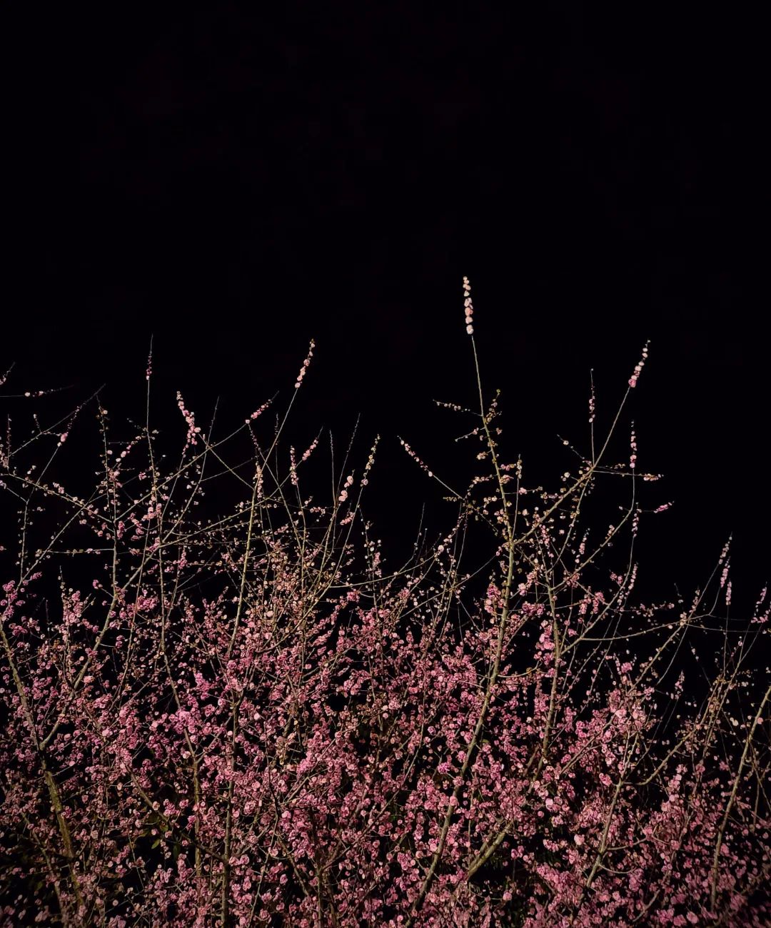 快来看看成都锦城学院的春日美景