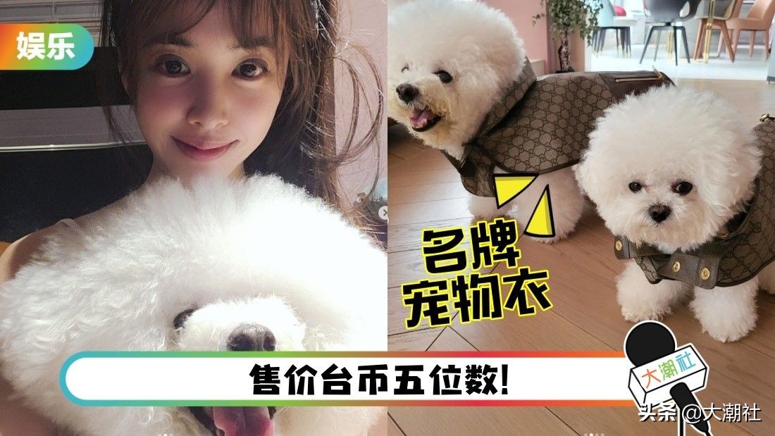 蔡依林的爱犬《比熊》穿GUCCI名牌入镜！获赞：像巨星