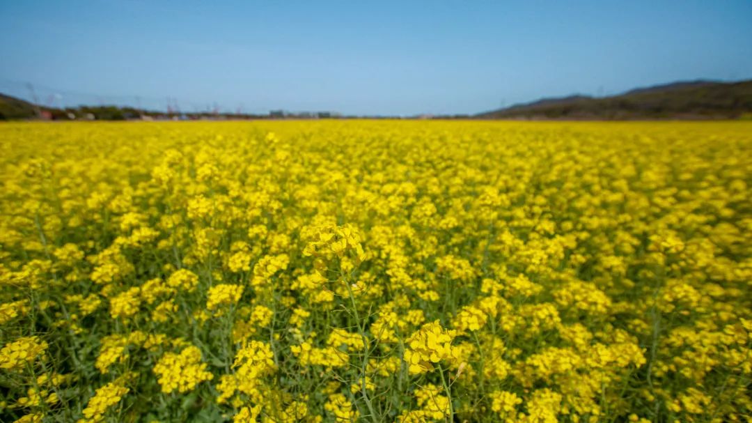 芳菲四月，花“漾”舟山，这份全岛赏花攻略 踏春路线请收好~