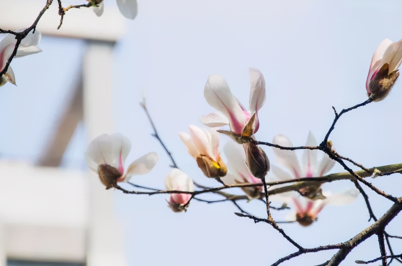 高清大图惊艳曝光！湖北高校“最美校花”比拼，个个颜值“天花板”！