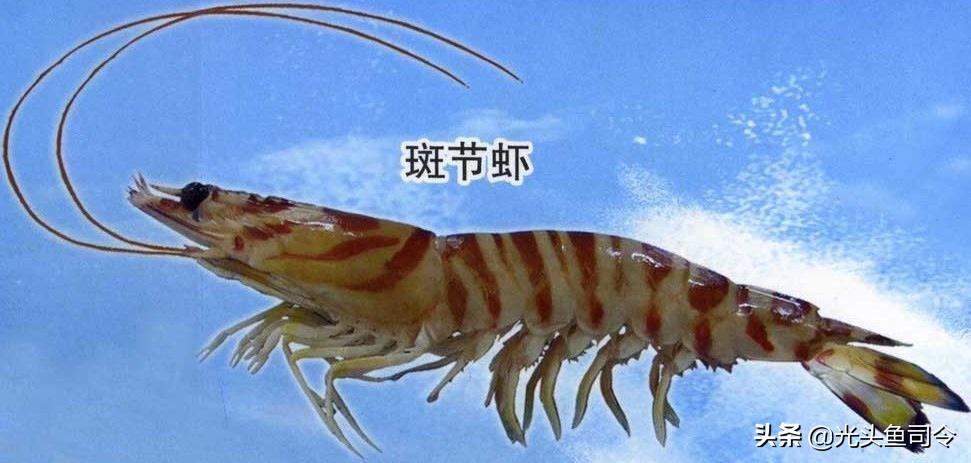 “一只吃好，两只管饱”，我国的巨型黑虎虾，为何名不见经传？
