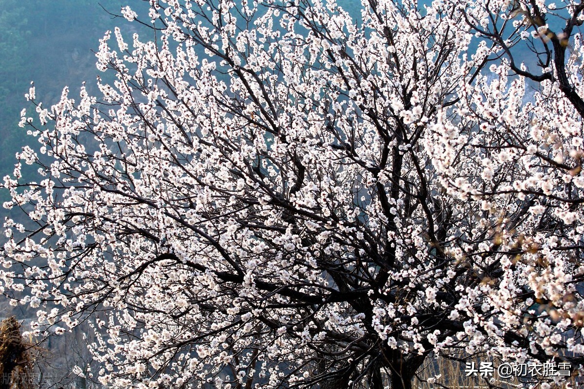 早春花信之樱桃花七首：樱桃千万枝，照耀如雪天