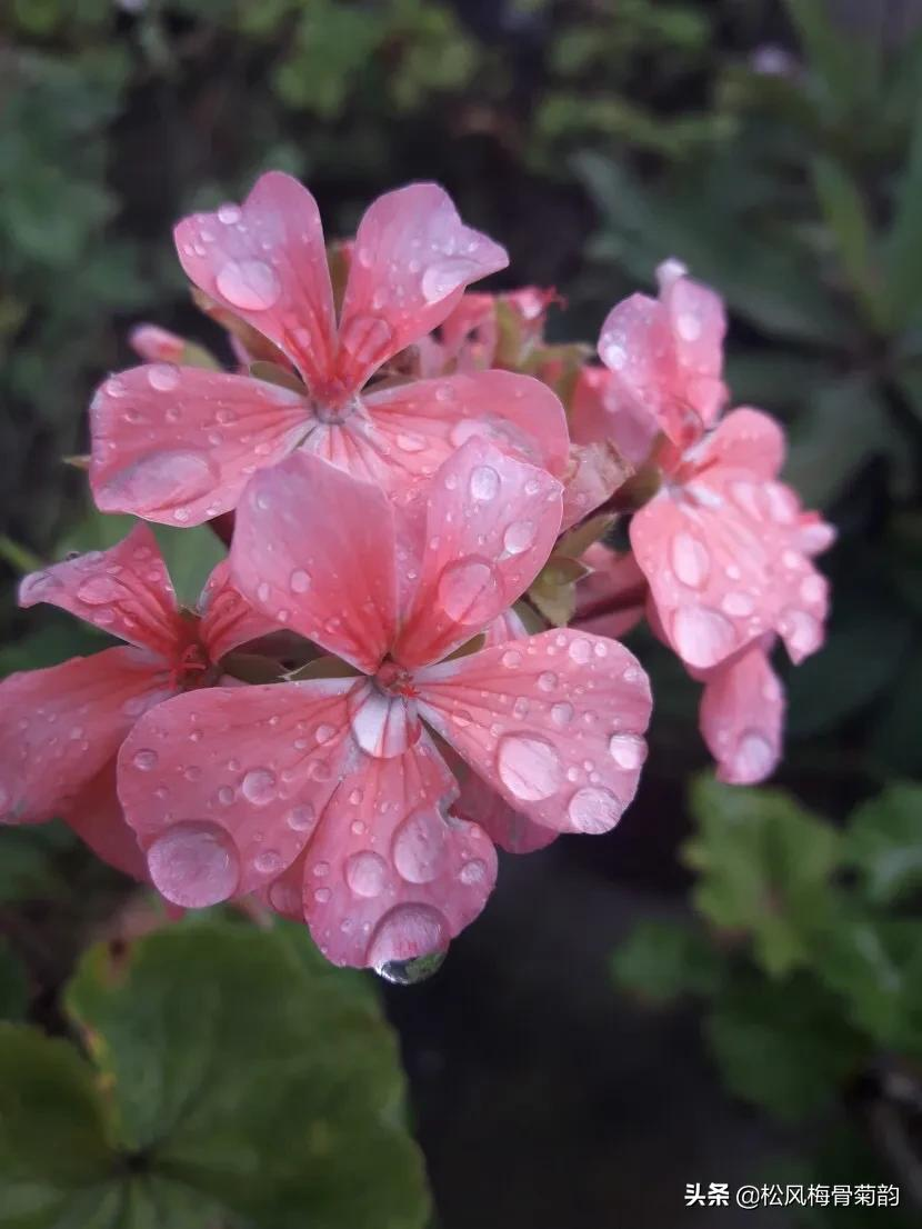 细雨润香花，雨儿娇滴滴，花儿羞答答