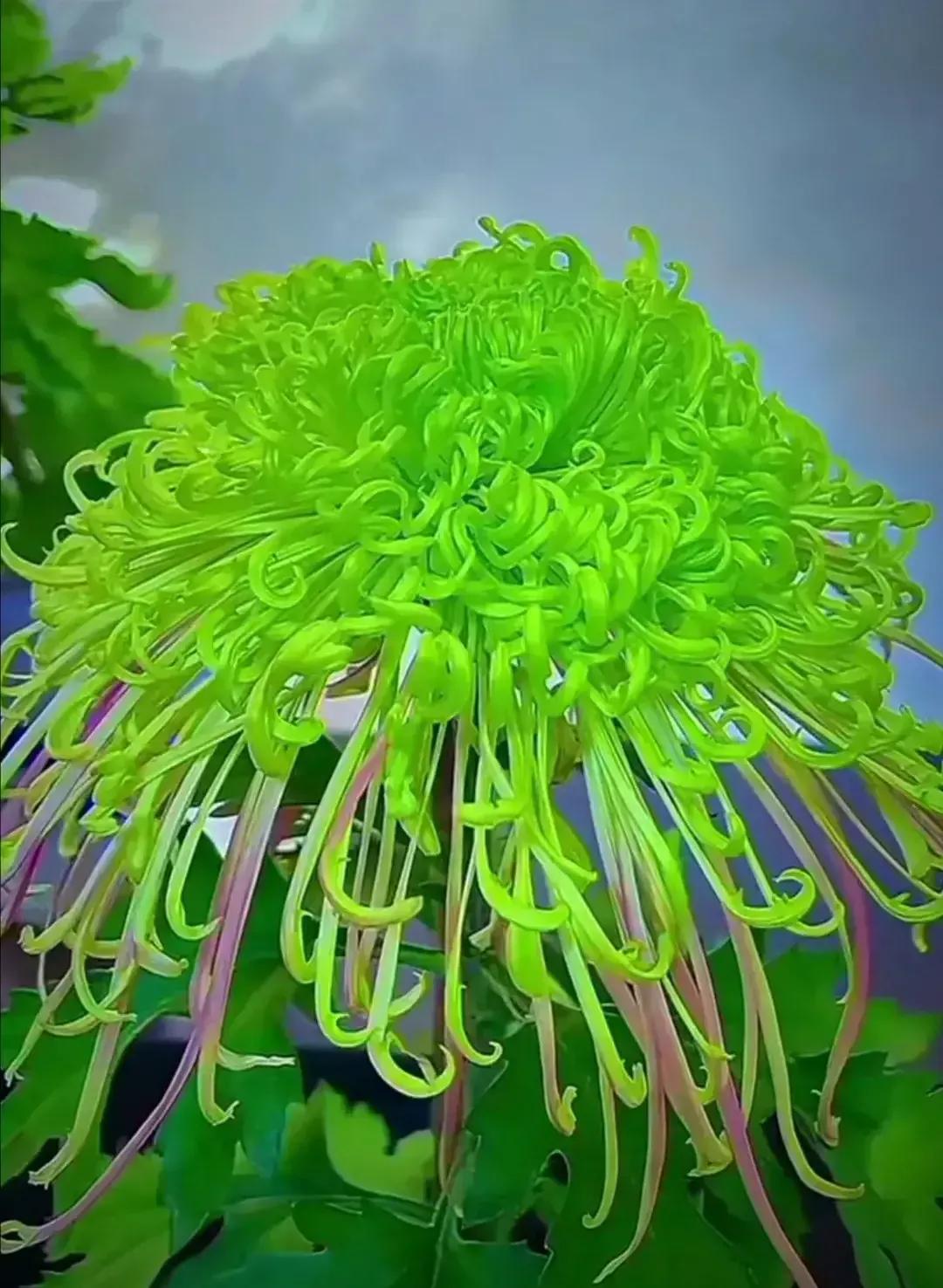分享图片—漂亮的菊花