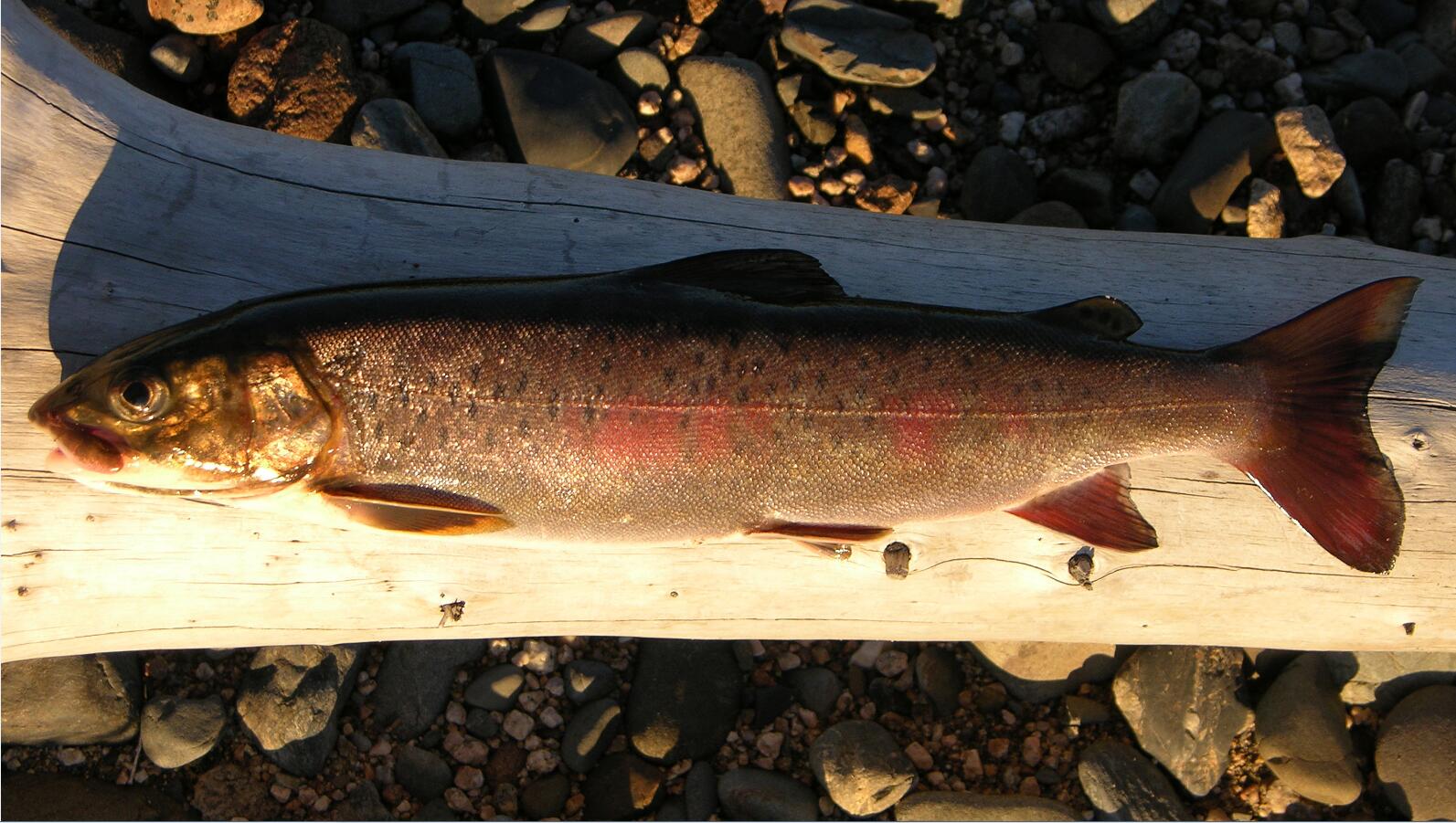 5,细鳞鱼驼背大麻哈鱼/o.