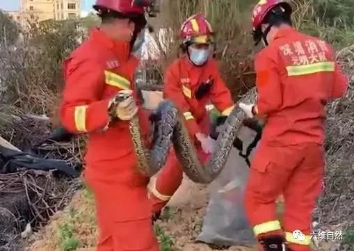 深圳一工地挖出三条蟒蛇，一条已逃跑，不建议追捕，另两条被捕捉