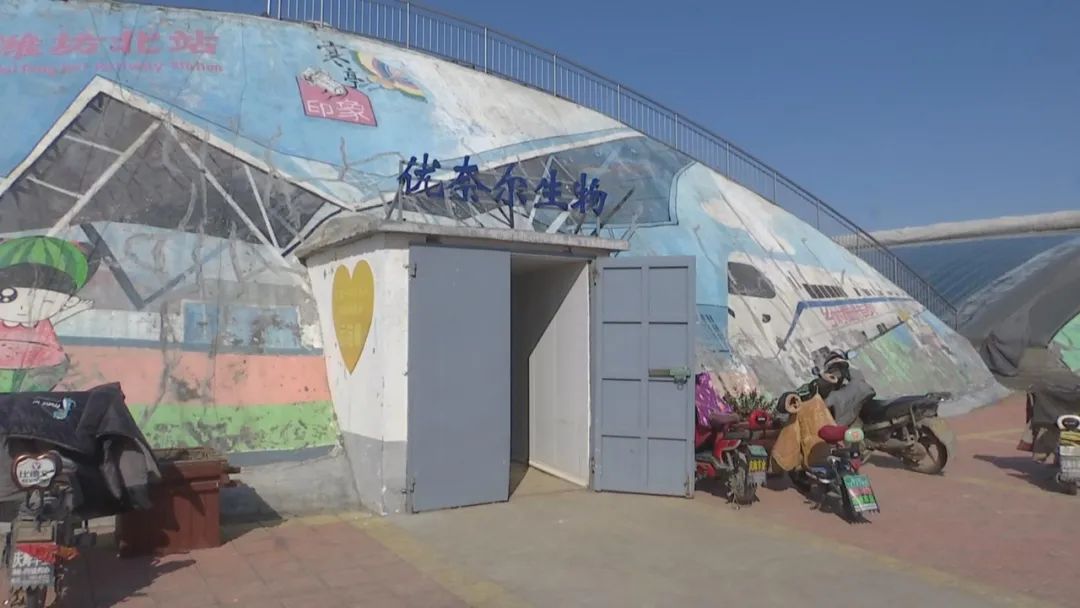 好品山东｜西瓜随便吃，种子得留下！这是啥操作？