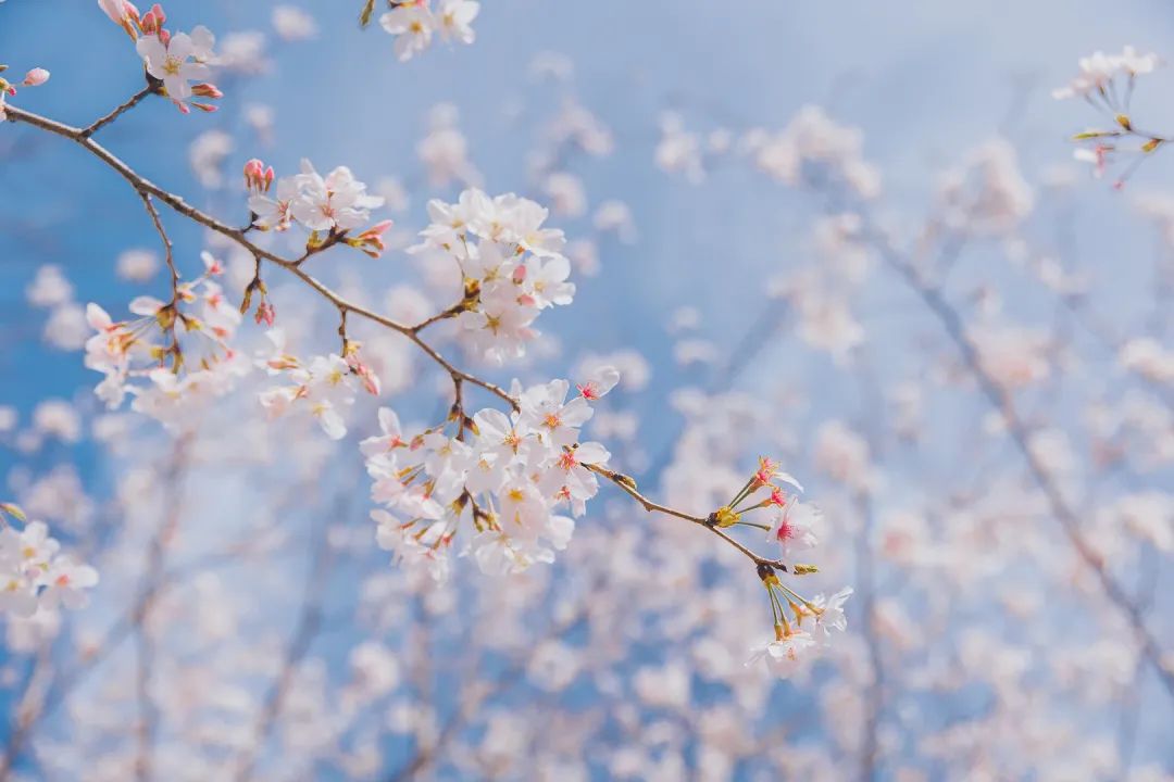 芳菲四月，花“漾”舟山，这份全岛赏花攻略 踏春路线请收好~