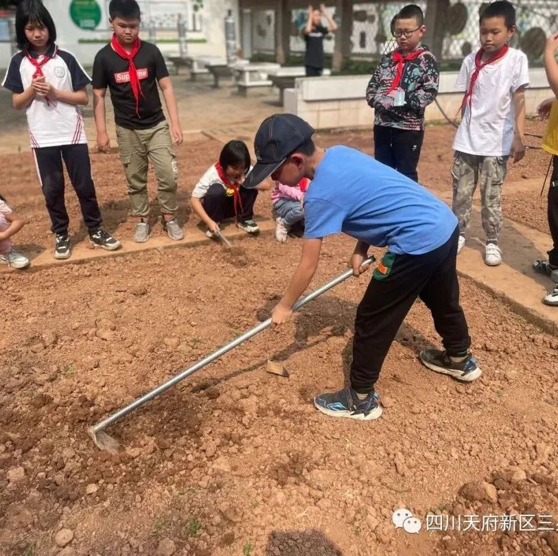天府新区三星小学特色劳动课堂