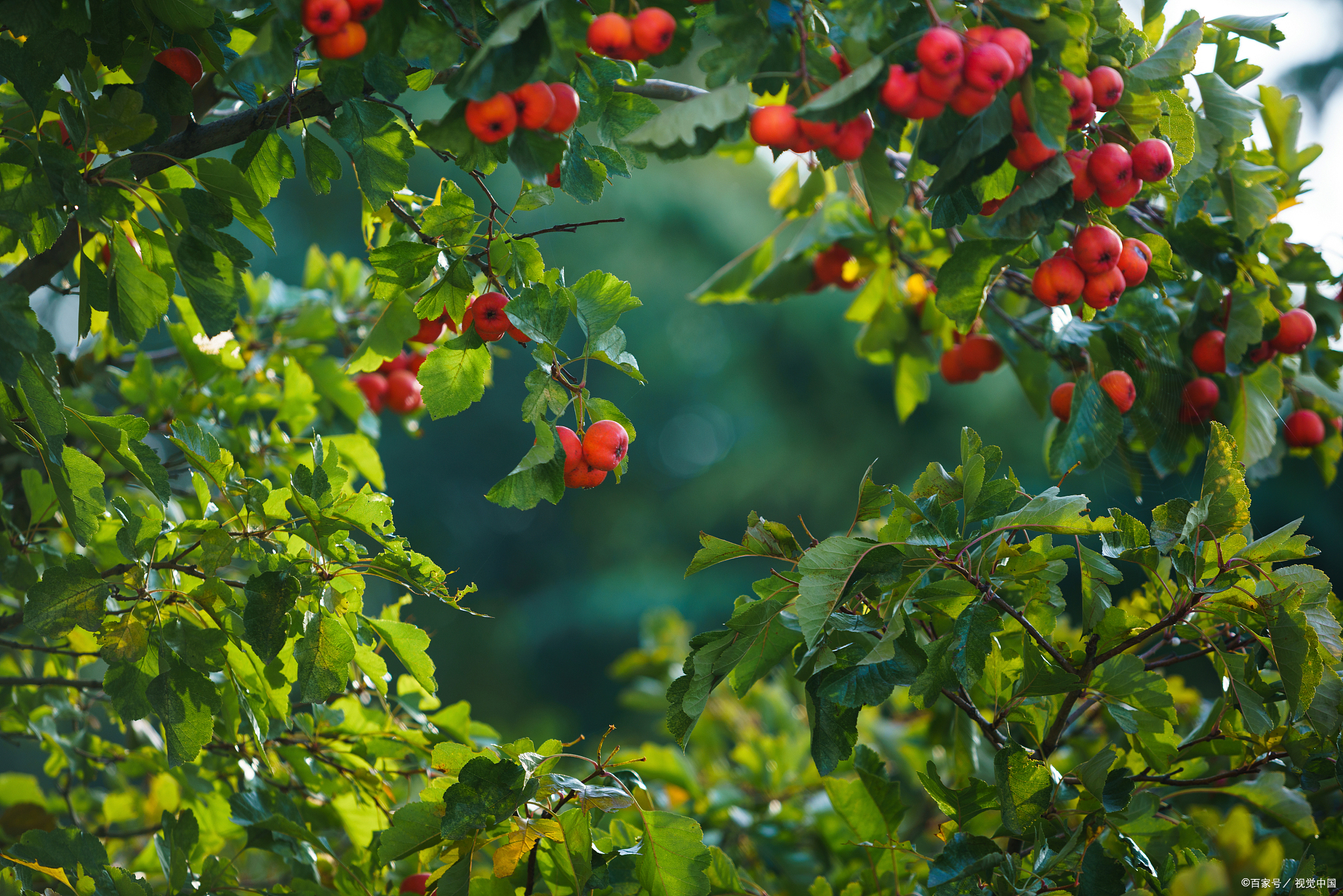 山楂树的特点,生长环境,养殖技巧,注意事项