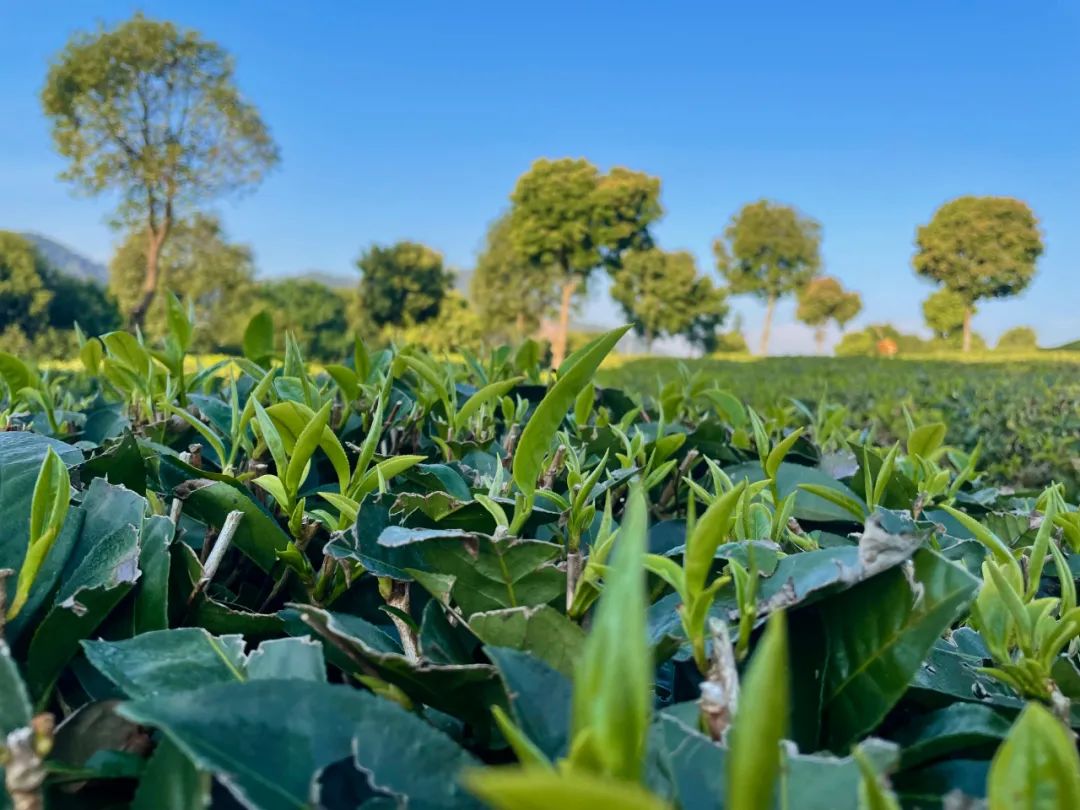 有机茶点亮乡村振兴路——南屏镇整碗村&祖祥茶业&云南农大携手乡村振兴项目签约