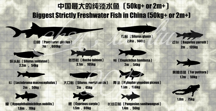 我国拯救30多年！900公斤长江白鲟绝迹，美国鲟却潜入千岛湖？