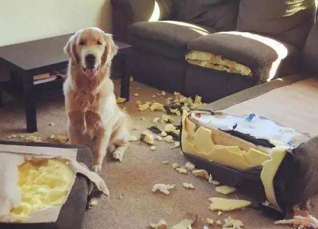 养金毛犬后，生活变化太大了，铲屎官都感叹