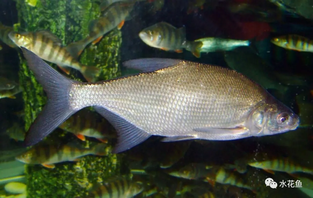 無刺魚問世和展望：控制魚刺基因讓有刺魚變無刺魚