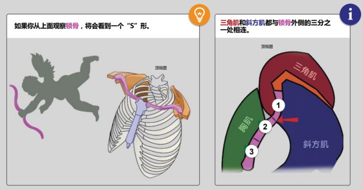 头颈肩关系如何画好？板绘头颈肩关系画法