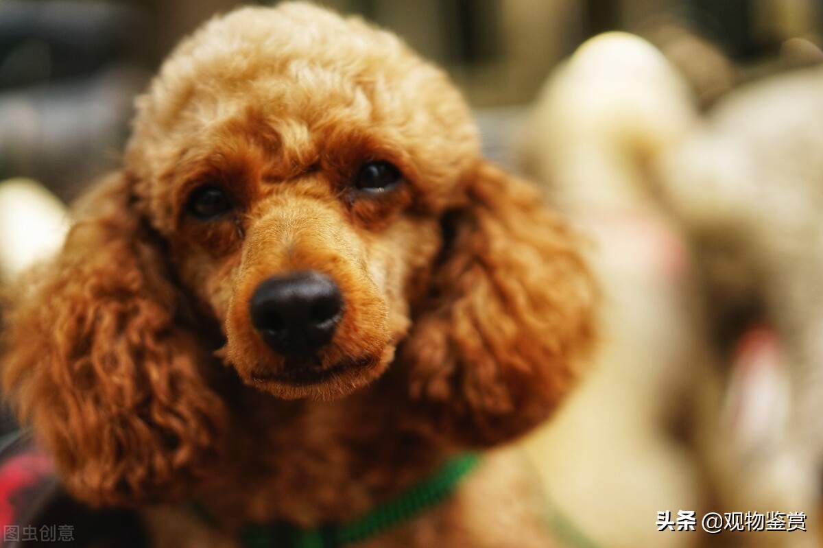 迷你贵宾犬和标准贵宾犬（泰迪犬种分类的方法）