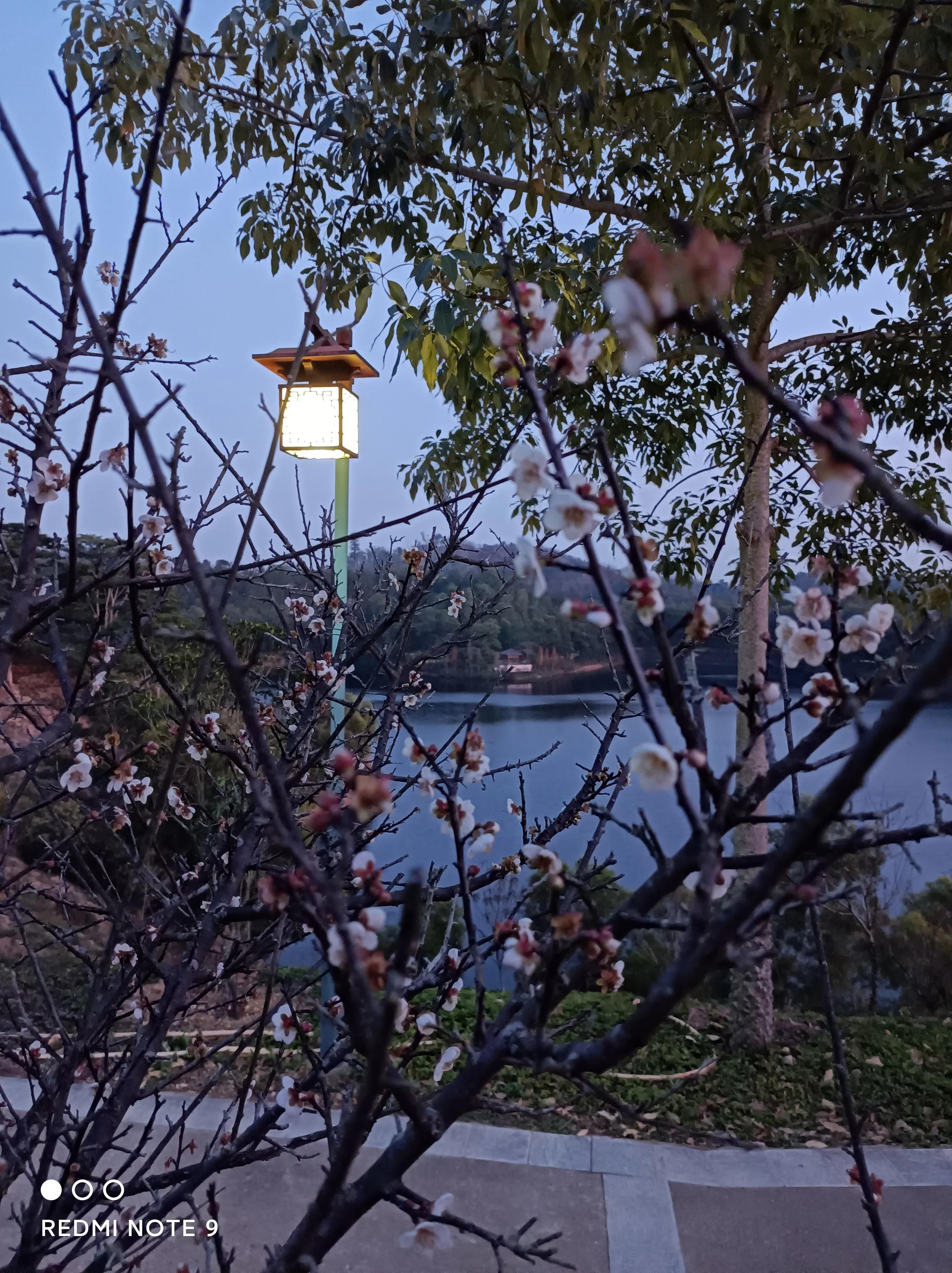 生日小记(散文)