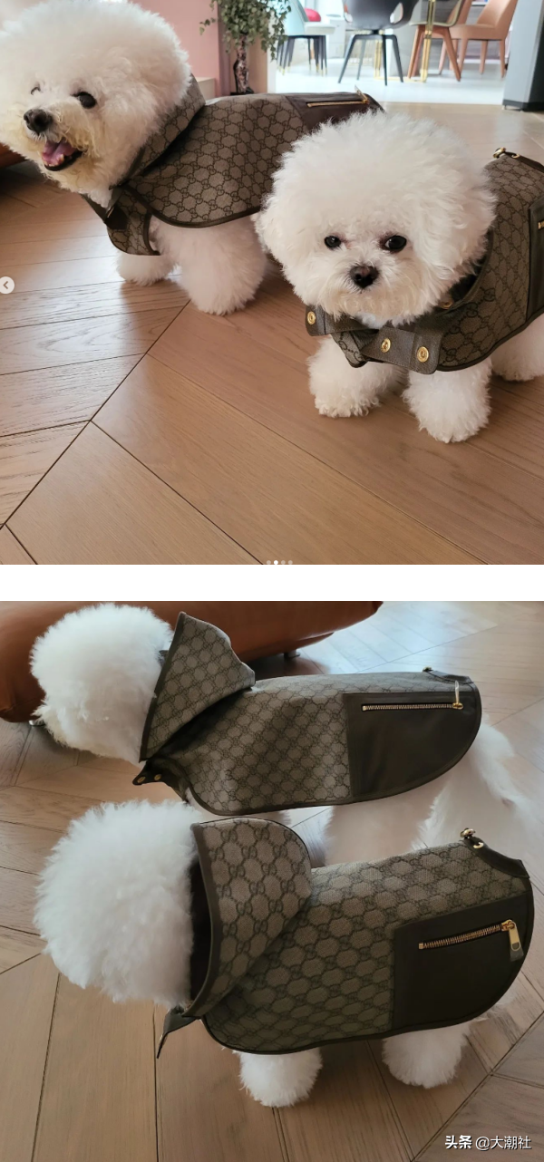 蔡依林的爱犬《比熊》穿GUCCI名牌入镜！获赞：像巨星