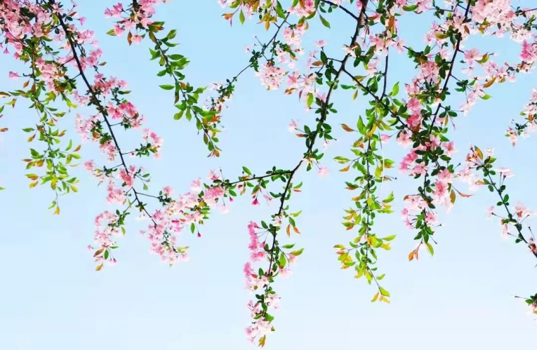 心动预警！南京大学这些“最美校花”，堪称颜值天花板！