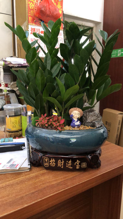 招财进宝的绿植（搬新家送什么植物吉利）
