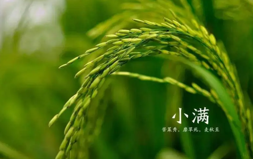 人生最好是小满，十首古诗词，感受惬意初夏时光，品读好时光