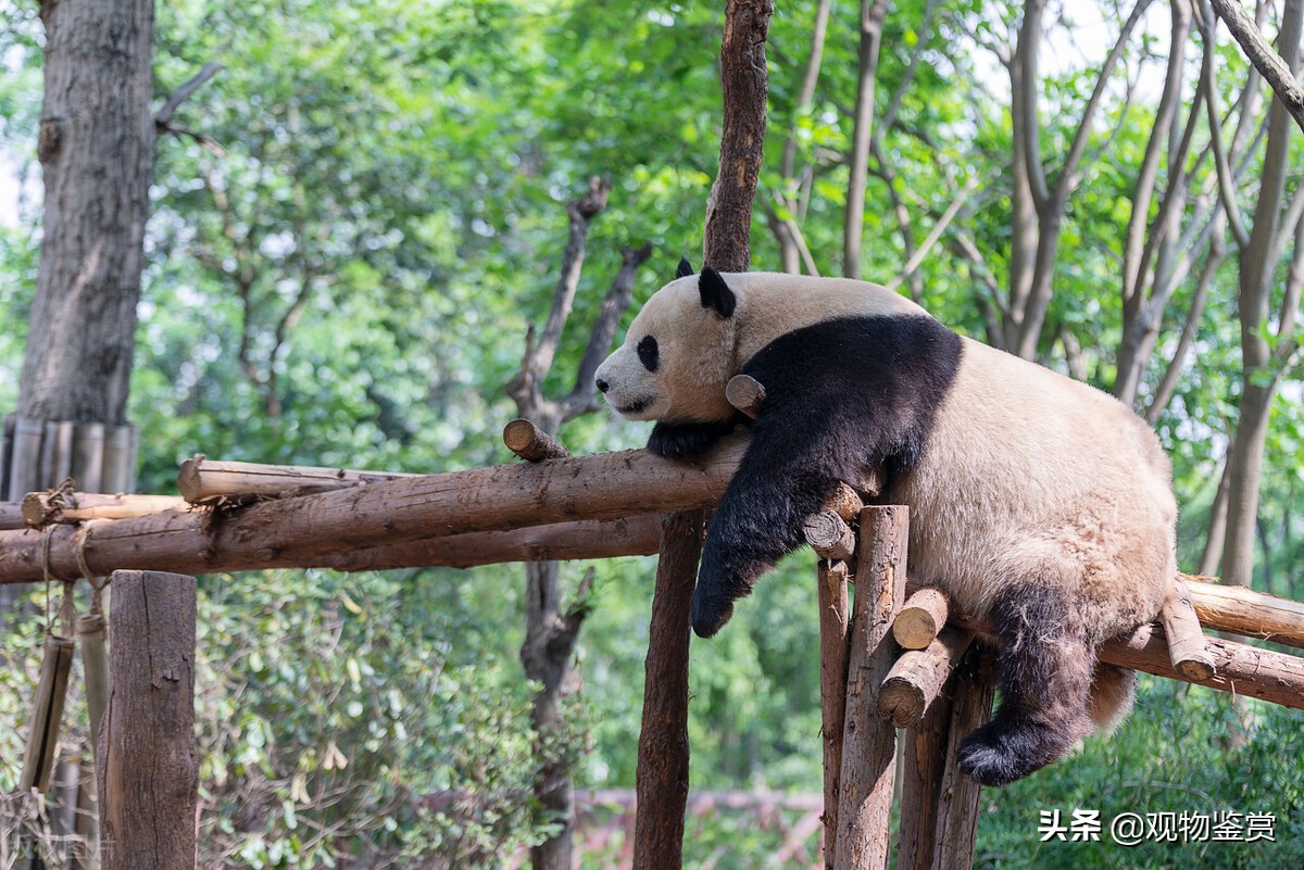 熊猫是猫吗，它能活多少岁，它为什么是国宝？外国有吗？