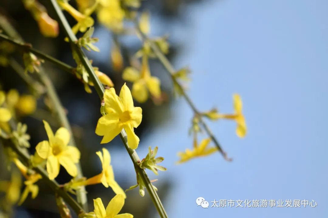 线上展览|“山河春意 锦绣太原——花的世界”主题摄影线上图片展（十二）