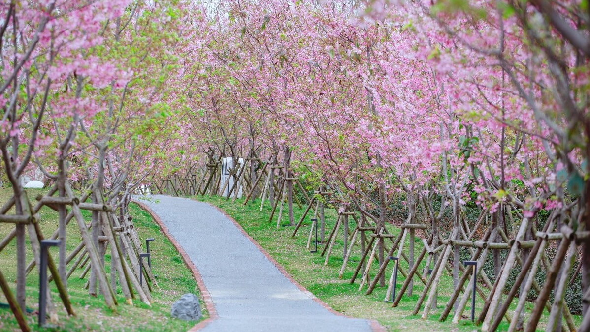 福州“云赏花”，带你打卡名胜古迹七大花，体验醉美三月的花海