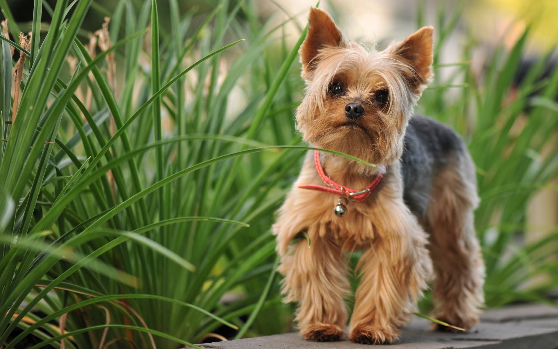 新手养狗：带你认识几种“热门小型犬”，你喜欢哪种？