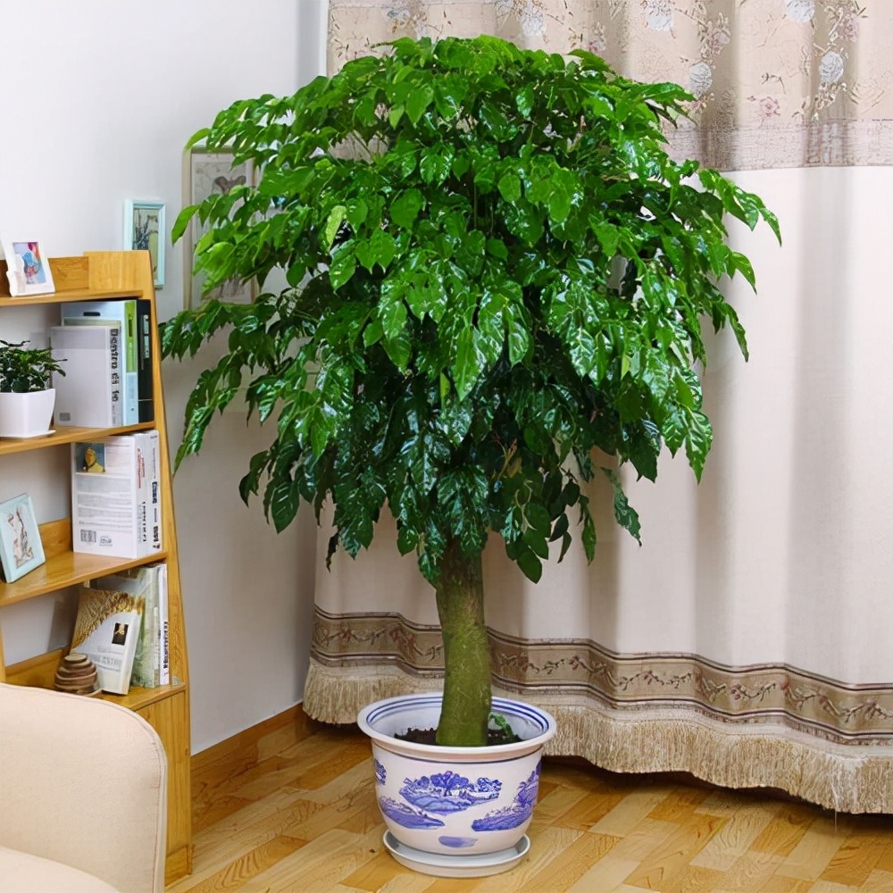 客厅最旺宅的大型植物（吸废气造氧气，旺家又吉利）-第17张图片