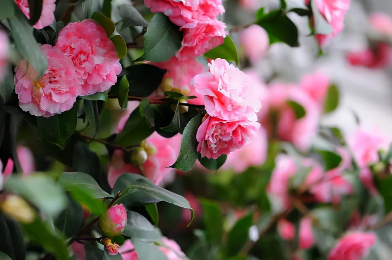 十一月份专属自己的"守护花"就是山茶花,它的花姿丰盈,端庄高雅,是