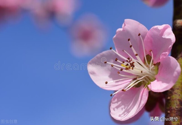 春天的颜色——红白黄紫绿