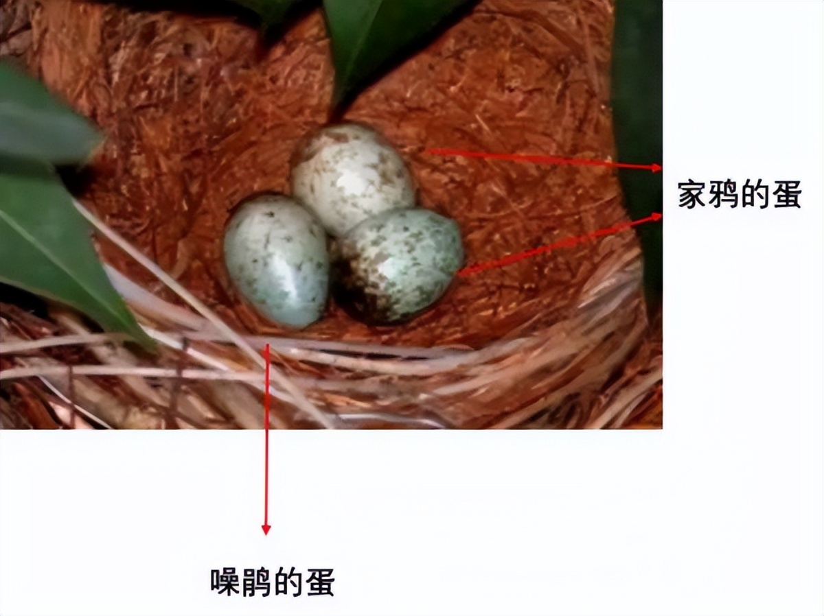 2016年红嘴蓝鹊多少钱(冤魂鸟) - 价格百科