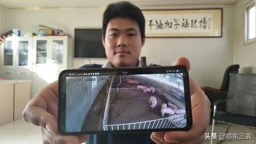 湖北“云养猪”是一个什么样的养猪模式？