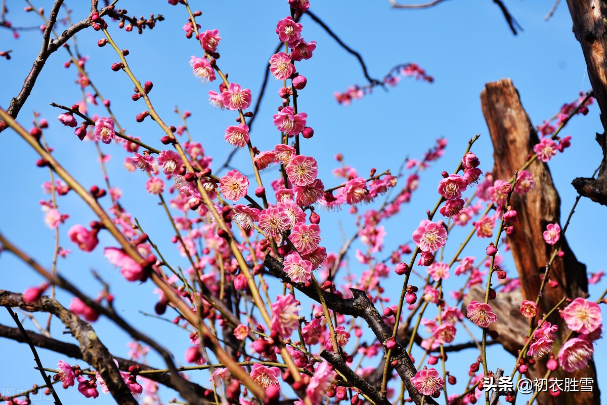 早春梅花美诗六首：开到梅花雪满轩，万花如玉月如银